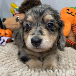 Rose     Pet only - Dapple female Dachshund puppy in Bullard, Texas from Mimidachs of Texas