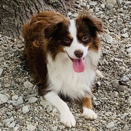 Australian Shepherds, Miniature Australian Shepherds, and Toy Australian Shepherds from Our Lil Aussies