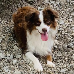 Australian Shepherds, Miniature Australian Shepherds, and Toy Australian Shepherds from Our Lil Aussies