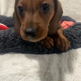Alvin - Red male Dachshund puppy in Flint, Texas from ZMC Acres Doxies