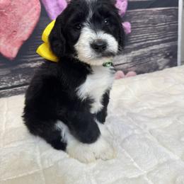 Yellow Girl - Black and white female Sheepadoodle puppy in Mc Henry, Maryland from TLC by the Lake Standard Poodle and Doodles