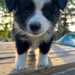 Boy 1 - Black tri male Miniature Australian Shepherd puppy in Doddridge, Arkansas from Huddleston Farm