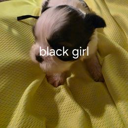 Dolly - Black and white female Shih Tzu puppy in Bruceville, Indiana from Baby Girl’s Yorkies, Shih-Tzu, Shorkies