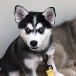 Pomskies from L&B Pomsky’s
