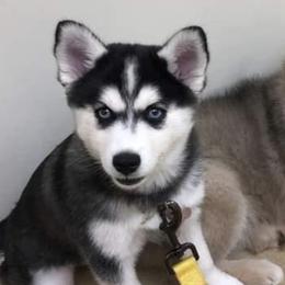 Pomskies from L&B Pomsky’s