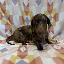 Bingo - Dapple male Dachshund puppy in Pollok, Texas from Magnolia Kennels
