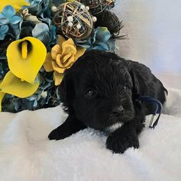 Thor - Black and white male Schnoodle puppy in Novinger, Missouri from Stormi Sky Schnoodles