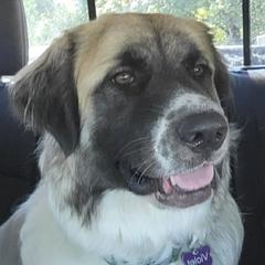 Violet - Colorado Mountain Dog