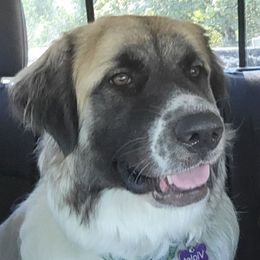 Violet - Colorado Mountain Dog