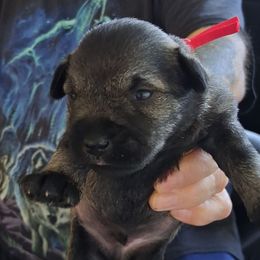Boy 2 - Salt and pepper male Miniature Schnauzer puppy in Raymond, Washington from Springs Miniature Schnauzers