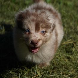 Vermithor - Red merle male Australian Shepherd puppy in Kokomo, Indiana from North Central Aussies