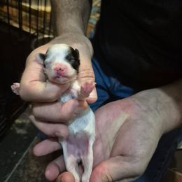 Shelby - Black & white female Maltipoo puppy in Everett, Washington from Meadows Ranch