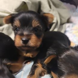 Girl 1 - Black and gold female Yorkshire Terrier puppy in Gilbert, Arizona from Yorkie Your Soulmate Puppy