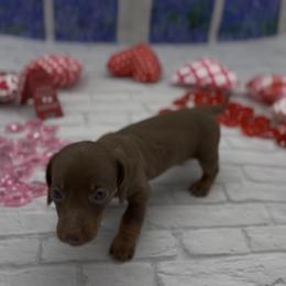 Chocolate and Tan Smooth Female - Chocolate and tan female Dachshund puppy in Killeen, Texas from Southern Dachshunds