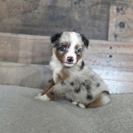 H - Blue merle female Miniature Australian Shepherd puppy in Killen, Alabama from Wilkers Wholehearted Mini Aussies
