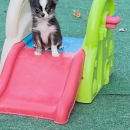 Salem - Black and tan male Chihuahua puppy in Williamsburg, Virginia from PAWSitive Cheeky Chihuahua LLC