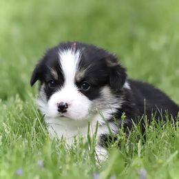 Pembroke Welsh Corgi Puppies from Cosmere Corgis