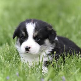 Pembroke Welsh Corgi Puppies from Cosmere Corgis