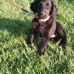 American Hairless Terrier and Flat-Coated Retriever Puppies from Rensai Kennels