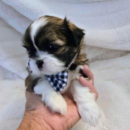 Granite - Sable and white male Shih Tzu puppy in Fallon, Nevada from Grandma Ts Precious Puppies