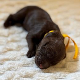 Colby - Chocolate female Goldendoodle puppy in Snohomish, Washington from Doodles of Snohomish