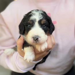 Mocha - Tri-color female Bernedoodle puppy in Peoria, Arizona from Wroth's Paws