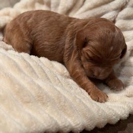 Girl 1 - Red  female Goldendoodle puppy in Phoenix, Arizona from Doodles of the Desert