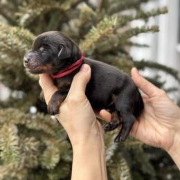 Black boy - Red collar - Black and rust male Doberman Pinscher puppy in Old Bridge, New Jersey from Wizard Ost Revolution kennel