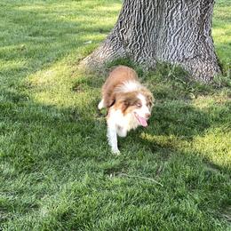 BJ - Australian Shepherd