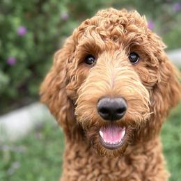 Goldendoodles from The Doods spot