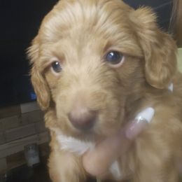 London.   male moyen poodle - Red  male Poodle puppy in Ocala, Florida from Jaydas Lil Jewels