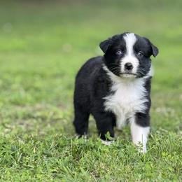 Life - Black & white female Australian Shepherd puppy in Argyle, Iowa from Country Time Kennels