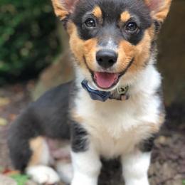 Pembroke Welsh Corgi Puppies from Willow Creek Corgis