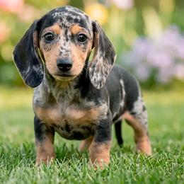 Shiloh - Dapple female Dachshund puppy in Industry, Illinois from KDKs Kennels
