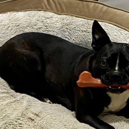 Boston Terriers from Kimbo’s Bostons