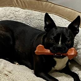 Boston Terriers from Kimbo’s Bostons