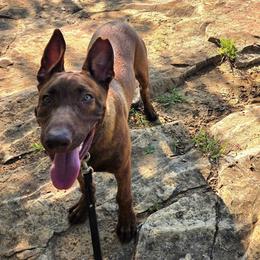 Choco - Gold brindle male Dutch Shepherd puppy in Signal Mountain, Tennessee from Torgun Police Dogs