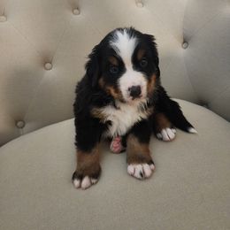 Yellow Male - Tri-color Bernese Mountain Dog puppy in Las Vegas, Nevada from Rogarci Berners Ranch