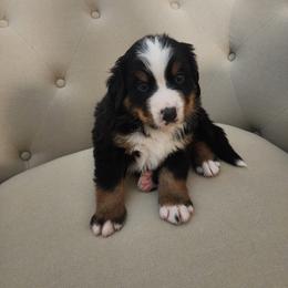 Yellow Male - Tri-color Bernese Mountain Dog puppy in Las Vegas, Nevada from Rogarci Berners Ranch