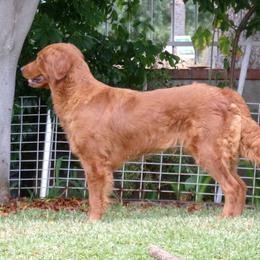 Kleo - Golden Retriever