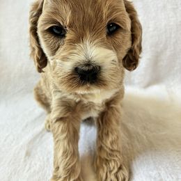 Ruffnut - Buff and white female Cockapoo puppy in Adrian, Oregon from ApplebyFarm