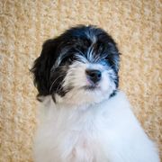 Greater Swiss Mountain Dog and Lowchen Puppies from Cambio Canines