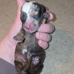 Brindle dapple - Dapple male Dachshund puppy in West Plains, Missouri from Spring Creek Dachshunds