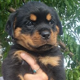 Boy 4 - Black and mahogany male Rottweiler puppy in De Witt, Iowa from Irish Eyes Kennels