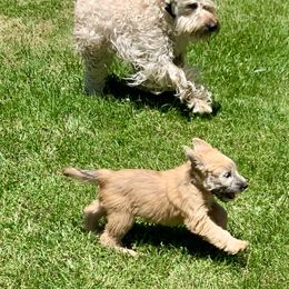 Soft Coated Wheaten Terrier Puppies from Karli Mueller