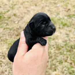 Aspen - Black female Miniature Schnauzer puppy in Alabama from Little River Miniature Schnauzers