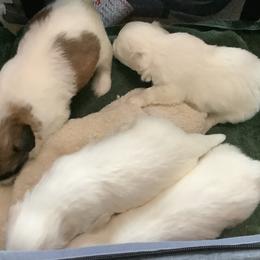 Coton de Tulear puppies from Marnac
