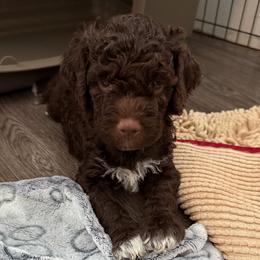 Girl 3 - female Lagotto Romagnolo puppy in North Augusta, South Carolina from Carolina Lagotto
