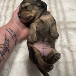 Dottie - Chocolate and tan female Dachshund puppy in Gainesville, Georgia from Emory Farms