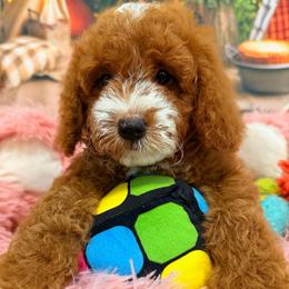 KitKat - Chocolate male Cavapoo puppy in Dickerson, Maryland from Pawsome Aussie Doodles and Oodles